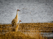 Sandhill Cranes