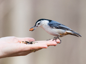 Feeding the Birds at RBG