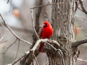 Male Cardinal