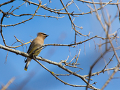Cedar Waxwing