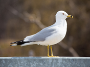 Ring-billed Gull