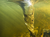 Beaver Pond Whirlpool