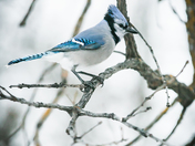 Blue Jay