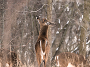 Scratching off the winter itch 