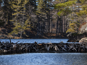 Beaver Dam