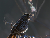 Frosty Morning Red-winged Blackbird (female)