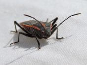 Boxelder Bug