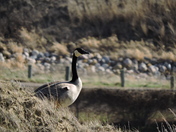 Canadian Goose