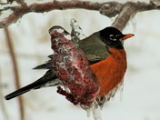 The Chubby Robin