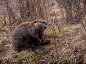 Big Beaver Eh