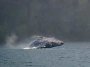 Breaching Whale