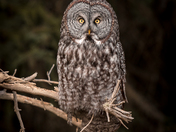 Lurking in the Shadows 