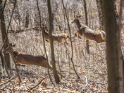 Jumping White Tail Deer