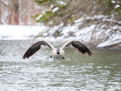 Canadian Geese