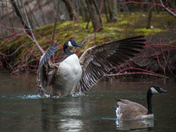 Canadian Geese
