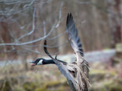 Canadian Geese