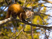 Pine Marten  