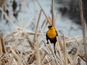 Yellowheaded Blackbird