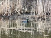 Duck reflection on a small pond