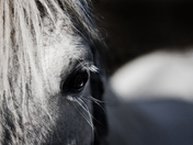 .The Wise Discernment.