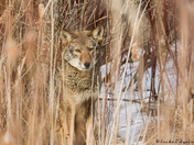 Urban Coyote