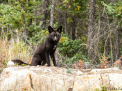 Sliver Fox Black Fox