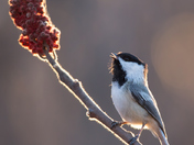 Black-capped Chickadee
