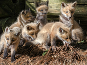 Little bundles of love...