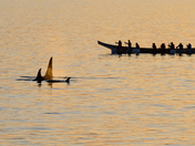 Orca at Sunset
