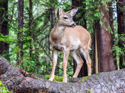 Fawn in the Forest.
