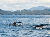 Synchronized Humpbacks