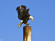 Bald Eagle Landing.