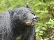Beautiful Black Bear.