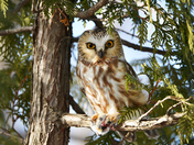 Petite nyctale Ã  Laval