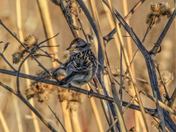 American Tree Sparrow