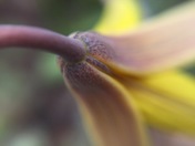 Blooming Trout Lily