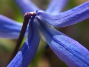 Scilla