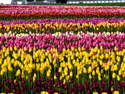 Tulip farm