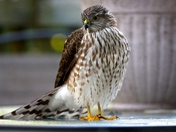 Sharp-shinned hawk