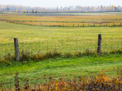 Autumn Fenced Fields