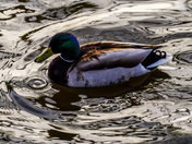 Floating on a Reflection