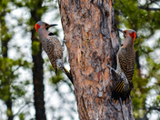Northern Flickers