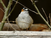 The Sounds of Spring