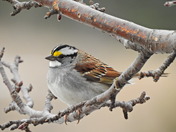 White-Throated Sparrow