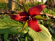 Red Trillium
