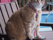 Curiosity didn't kill the cat