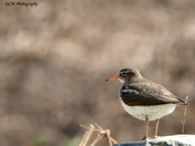 Spotted Sandpiper