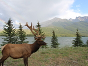 Elk with a double rainbow in the Canadian Rockies