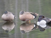 All your ducks in a row