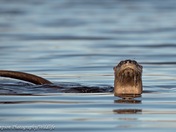 Curious Otter 